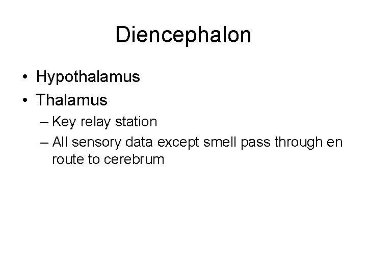 Diencephalon • Hypothalamus • Thalamus – Key relay station – All sensory data except