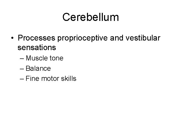 Cerebellum • Processes proprioceptive and vestibular sensations – Muscle tone – Balance – Fine