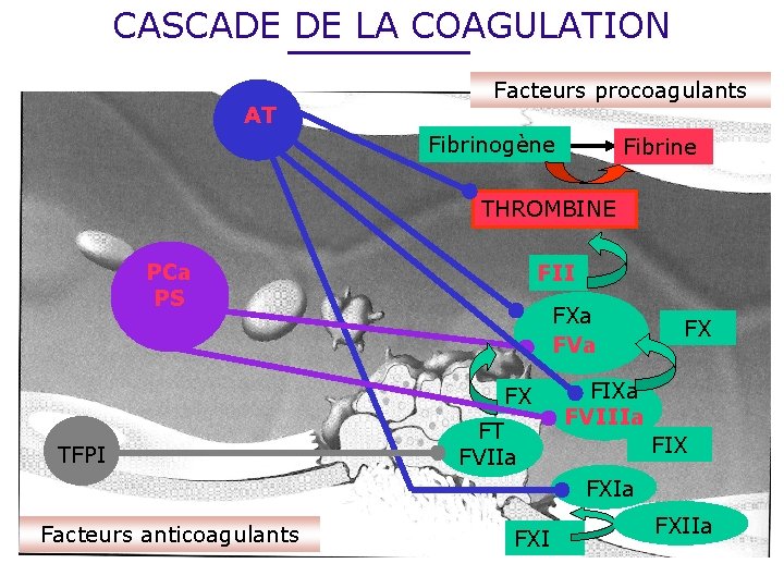 CASCADE DE LA COAGULATION AT Facteurs procoagulants Fibrinogène Fibrine THROMBINE PCa PS FII FXa