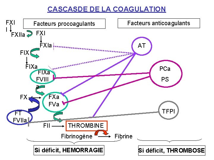 CASCASDE DE LA COAGULATION FXI I FXIIa Facteurs procoagulants Facteurs anticoagulants FXIa AT FIXa