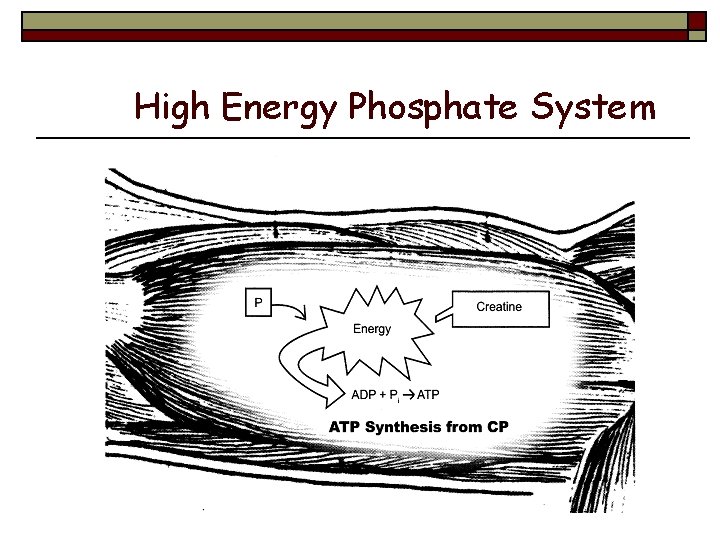 High Energy Phosphate System 