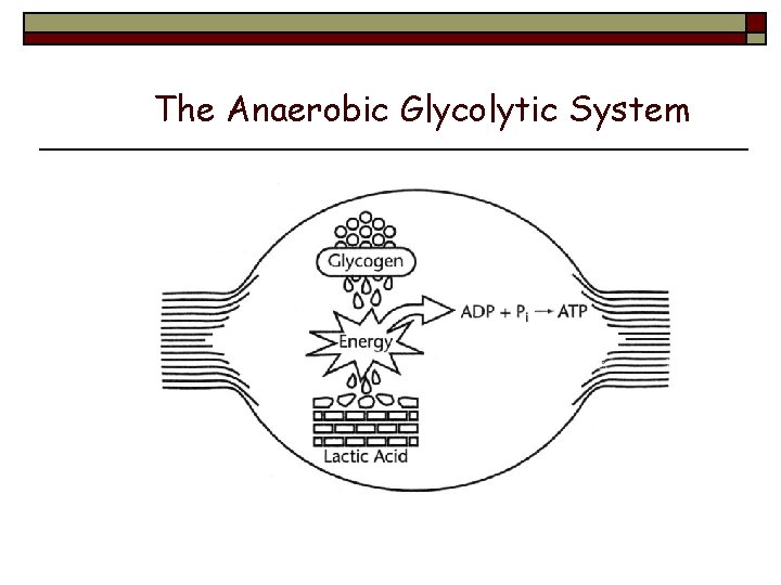 The Anaerobic Glycolytic System 