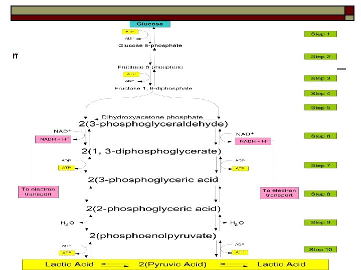 The highly complex metabolic pathways of glycolysis ) 