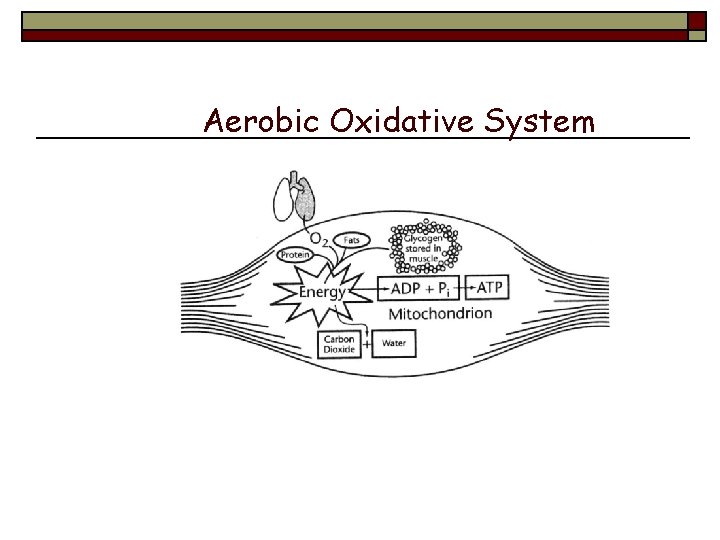 Aerobic Oxidative System 