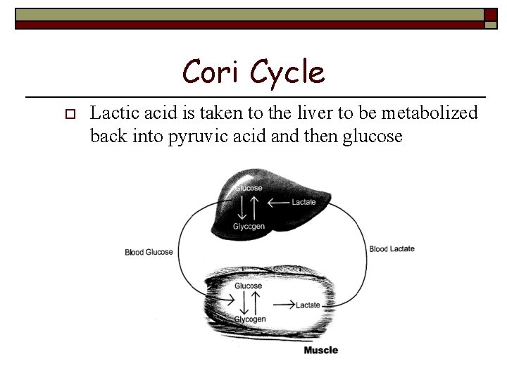 Cori Cycle o Lactic acid is taken to the liver to be metabolized back