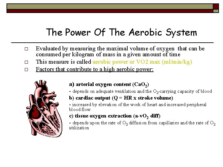 The Power Of The Aerobic System o o o Evaluated by measuring the maximal