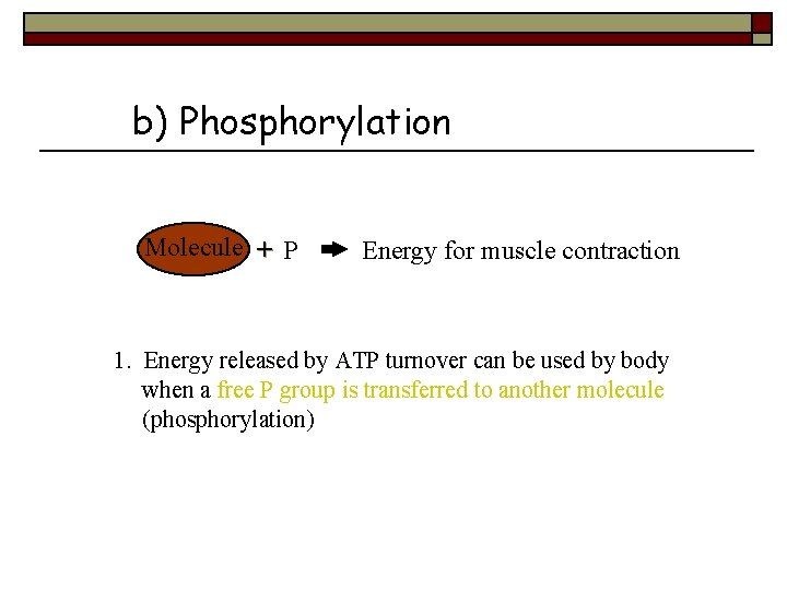 b) Phosphorylation Molecule + P Energy for muscle contraction 1. Energy released by ATP