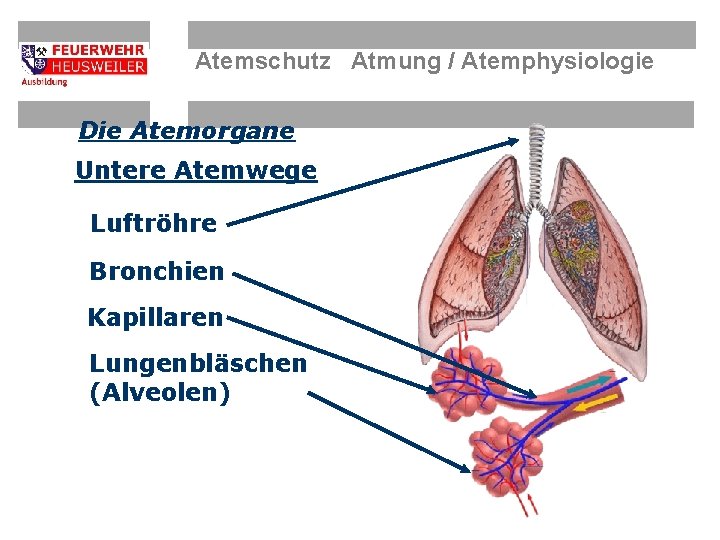 Atemschutz Atmung / Atemphysiologie Die Atemorgane Untere Atemwege Luftröhre Bronchien Kapillaren Lungenbläschen (Alveolen) 