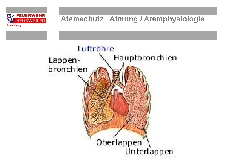 Atemschutz Atmung / Atemphysiologie 