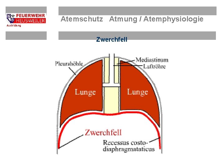 Atemschutz Atmung / Atemphysiologie Zwerchfell 