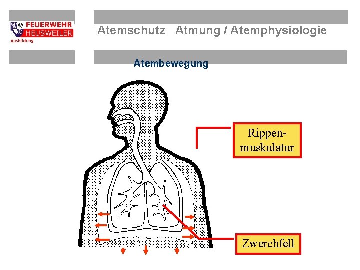 Atemschutz Atmung / Atemphysiologie Atembewegung Rippenmuskulatur Zwerchfell 