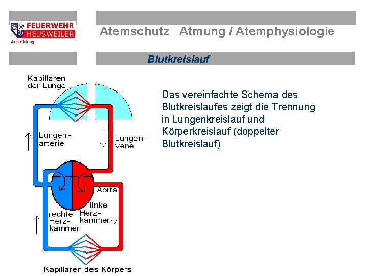 Atemschutz Atmung / Atemphysiologie Blutkreislauf Das vereinfachte Schema des Blutkreislaufes zeigt die Trennung in