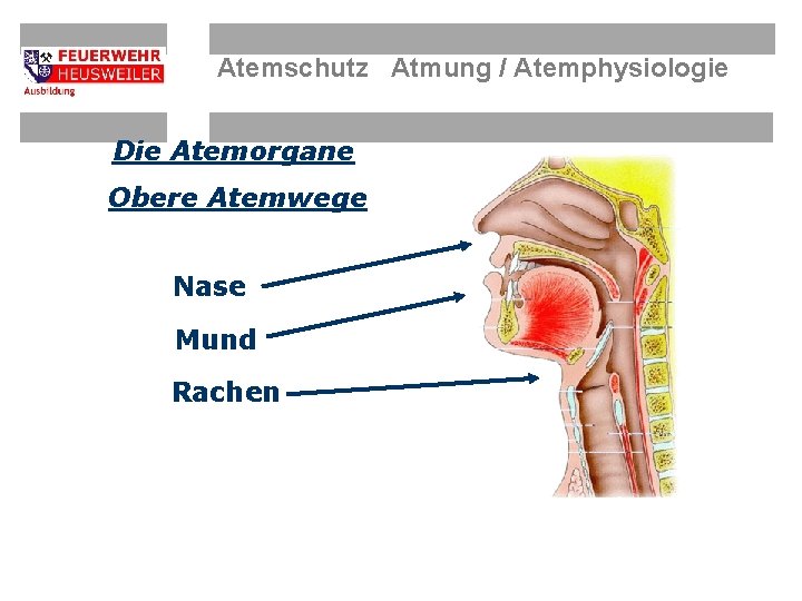 Atemschutz Atmung / Atemphysiologie Die Atemorgane Obere Atemwege Nase Mund Rachen 