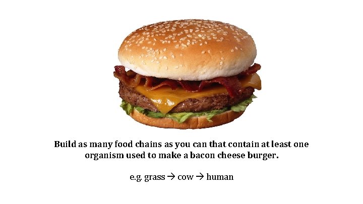 Build as many food chains as you can that contain at least one organism