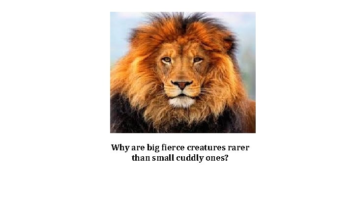 Why are big fierce creatures rarer than small cuddly ones? 