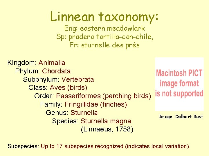 Linnean taxonomy: Eng: eastern meadowlark Sp: pradero tortilla-con-chile, Fr: sturnelle des prés Kingdom: Animalia