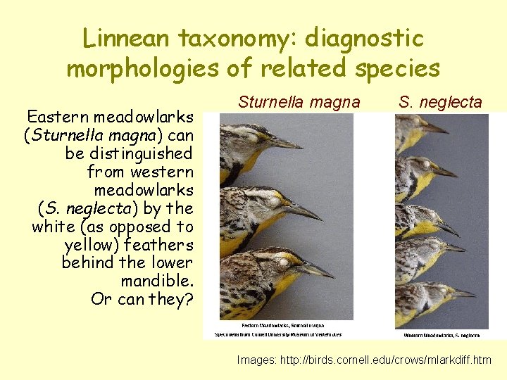 Linnean taxonomy: diagnostic morphologies of related species Eastern meadowlarks (Sturnella magna) can be distinguished