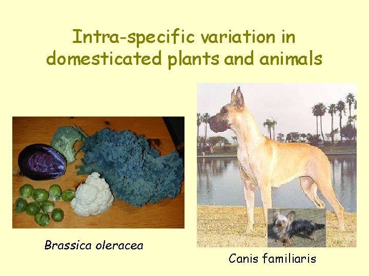 Intra-specific variation in domesticated plants and animals Brassica oleracea Canis familiaris 