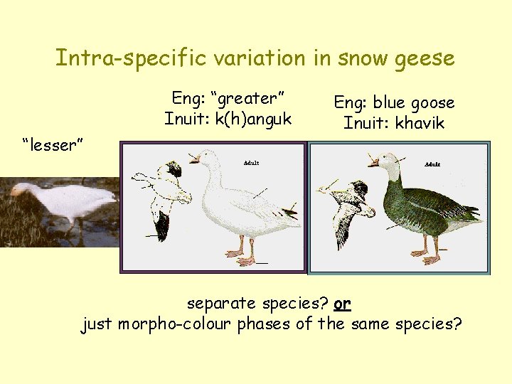Intra-specific variation in snow geese Eng: “greater” Inuit: k(h)anguk “lesser” Eng: blue goose Inuit: