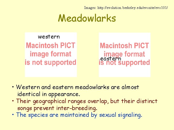 Images: http: //evolution. berkeley. edu/evosite/evo 101/ Meadowlarks western eastern • Western and eastern meadowlarks