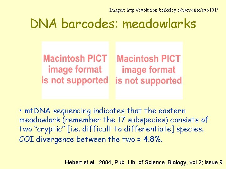 Images: http: //evolution. berkeley. edu/evosite/evo 101/ DNA barcodes: meadowlarks • mt. DNA sequencing indicates