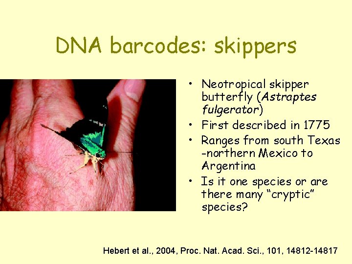 DNA barcodes: skippers • Neotropical skipper butterfly (Astraptes fulgerator) • First described in 1775