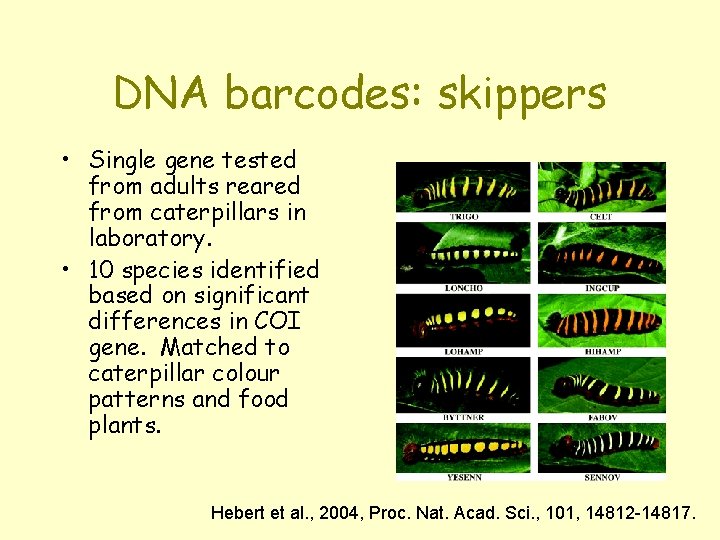 DNA barcodes: skippers • Single gene tested from adults reared from caterpillars in laboratory.