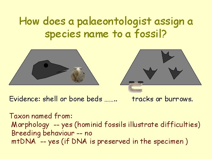 How does a palaeontologist assign a species name to a fossil? Evidence: shell or