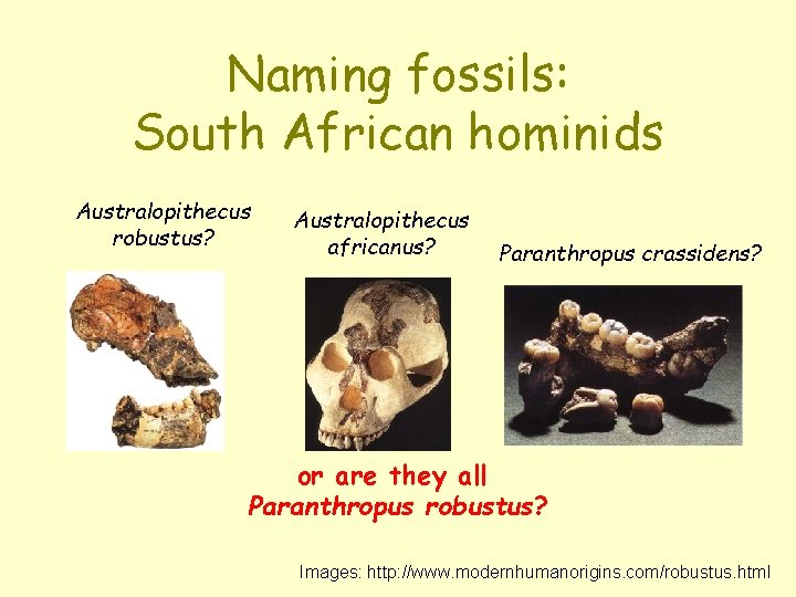 Naming fossils: South African hominids Australopithecus robustus? Australopithecus africanus? Paranthropus crassidens? or are they