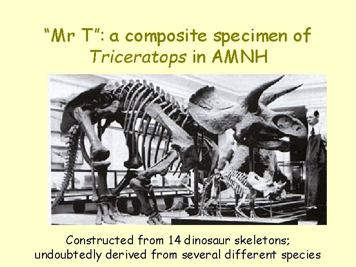 “Mr T”: a composite specimen of Triceratops in AMNH Constructed from 14 dinosaur skeletons;