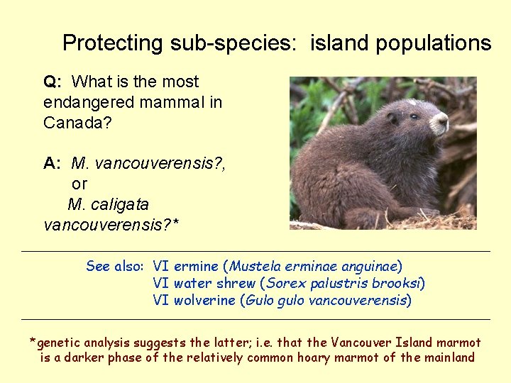 Protecting sub-species: island populations Q: What is the most endangered mammal in Canada? A: