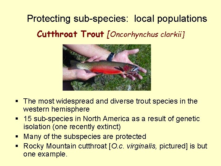 Protecting sub-species: local populations Cutthroat Trout [Oncorhynchus clarkii] § The most widespread and diverse