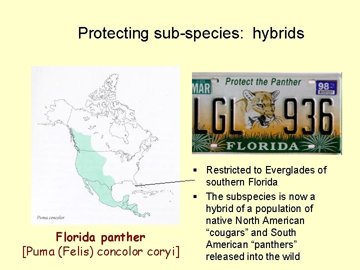 Protecting sub-species: hybrids Florida panther [Puma (Felis) concolor coryi] § Restricted to Everglades of