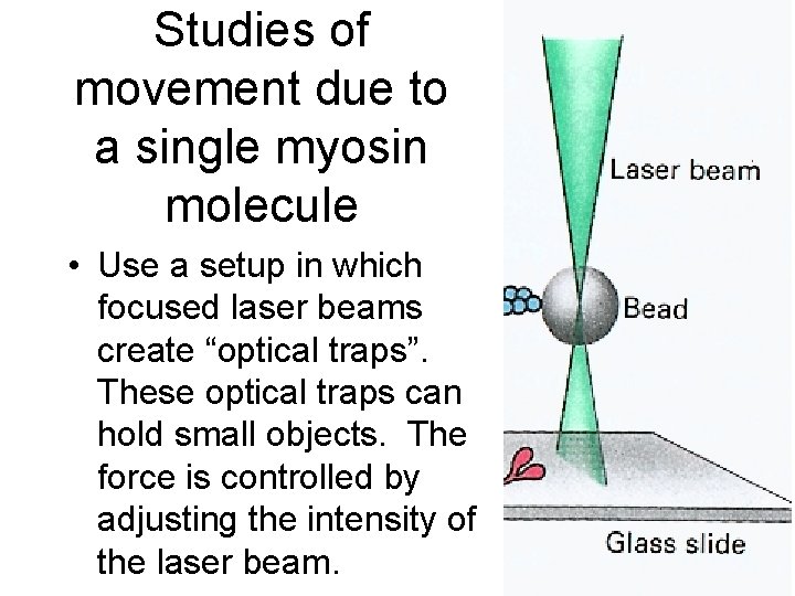 Studies of movement due to a single myosin molecule • Use a setup in