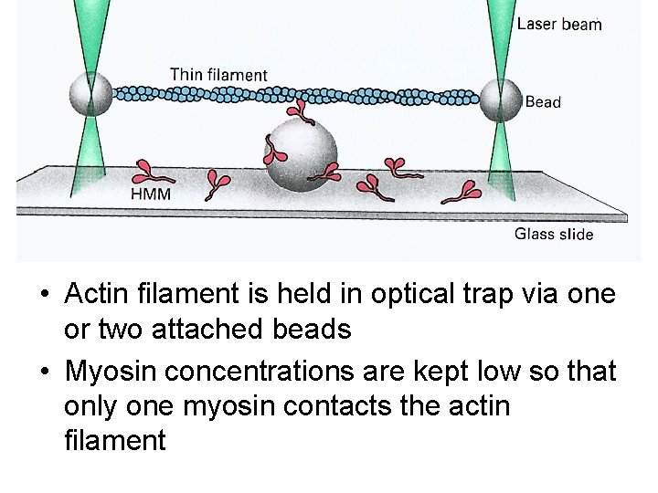  • Actin filament is held in optical trap via one or two attached