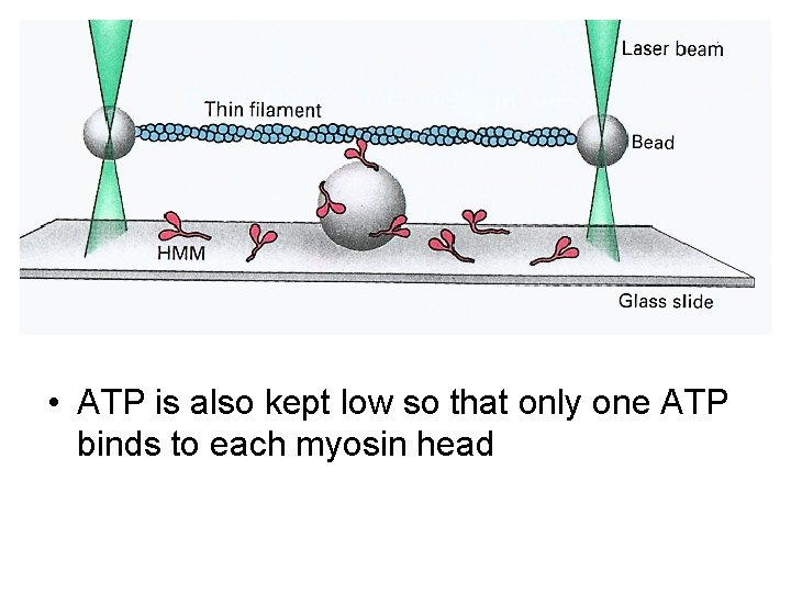  • ATP is also kept low so that only one ATP binds to