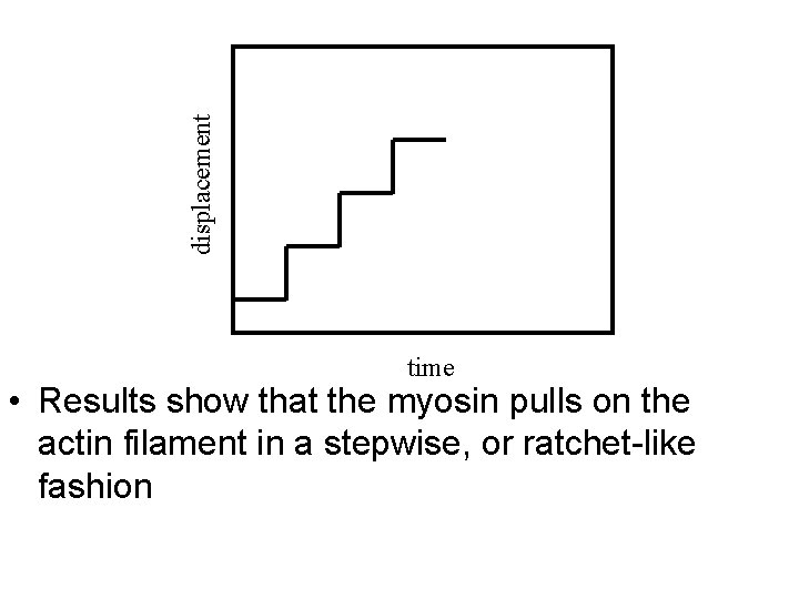 displacement time • Results show that the myosin pulls on the actin filament in