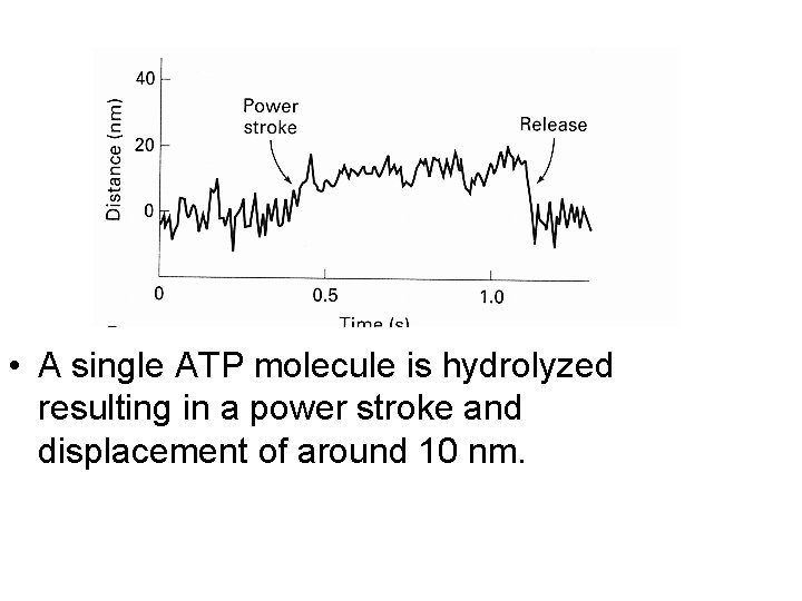  • A single ATP molecule is hydrolyzed resulting in a power stroke and