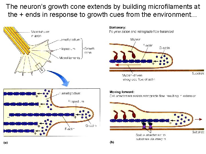 The neuron’s growth cone extends by building microfilaments at the + ends in response