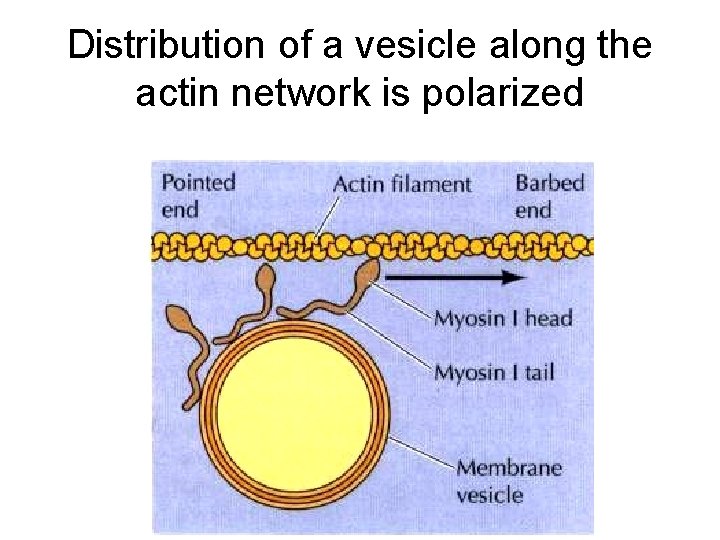 Distribution of a vesicle along the actin network is polarized 