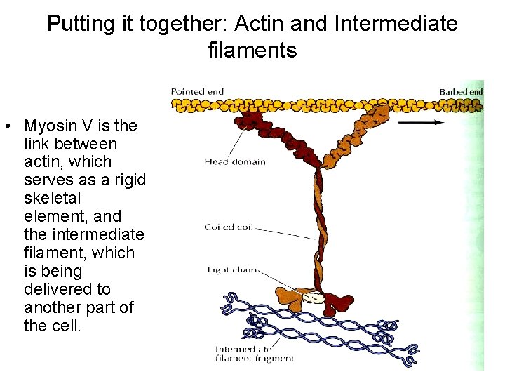 Putting it together: Actin and Intermediate filaments • Myosin V is the link between