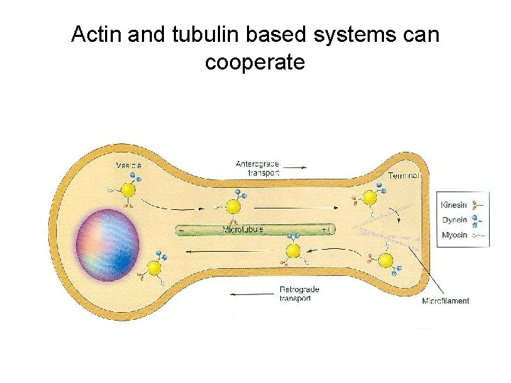 Actin and tubulin based systems can cooperate 