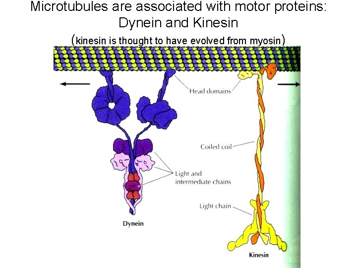 Microtubules are associated with motor proteins: Dynein and Kinesin (kinesin is thought to have