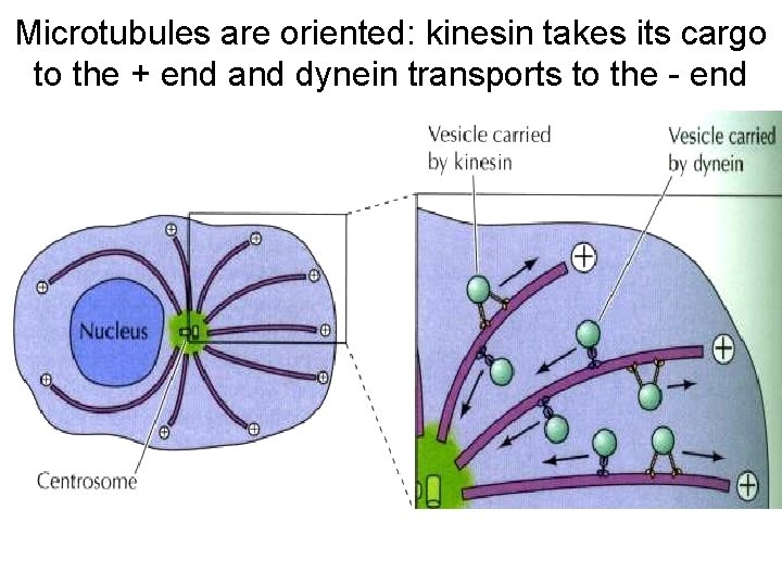 Microtubules are oriented: kinesin takes its cargo to the + end and dynein transports
