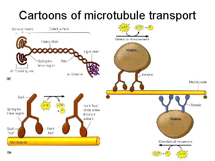 Cartoons of microtubule transport 