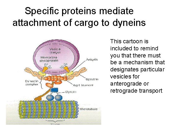 Specific proteins mediate attachment of cargo to dyneins This cartoon is included to remind
