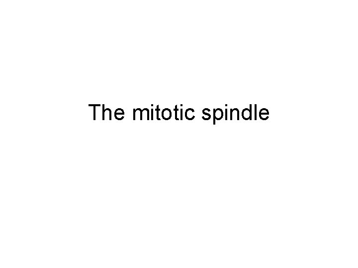 The mitotic spindle 