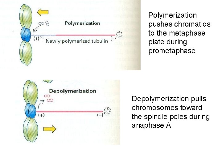 Polymerization pushes chromatids to the metaphase plate during prometaphase Depolymerization pulls chromosomes toward the