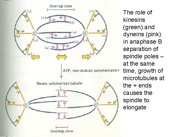 The role of kinesins (green) and dyneins (pink) in anaphase B separation of spindle