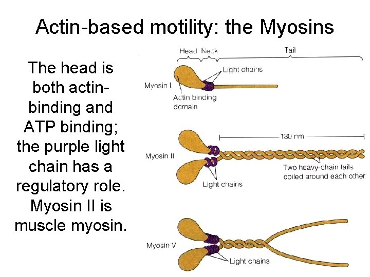 Actin-based motility: the Myosins The head is both actinbinding and ATP binding; the purple